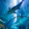 Shanghai Changfeng Aquarium & Stingray Bay Entry Ticket on SmartShanghai